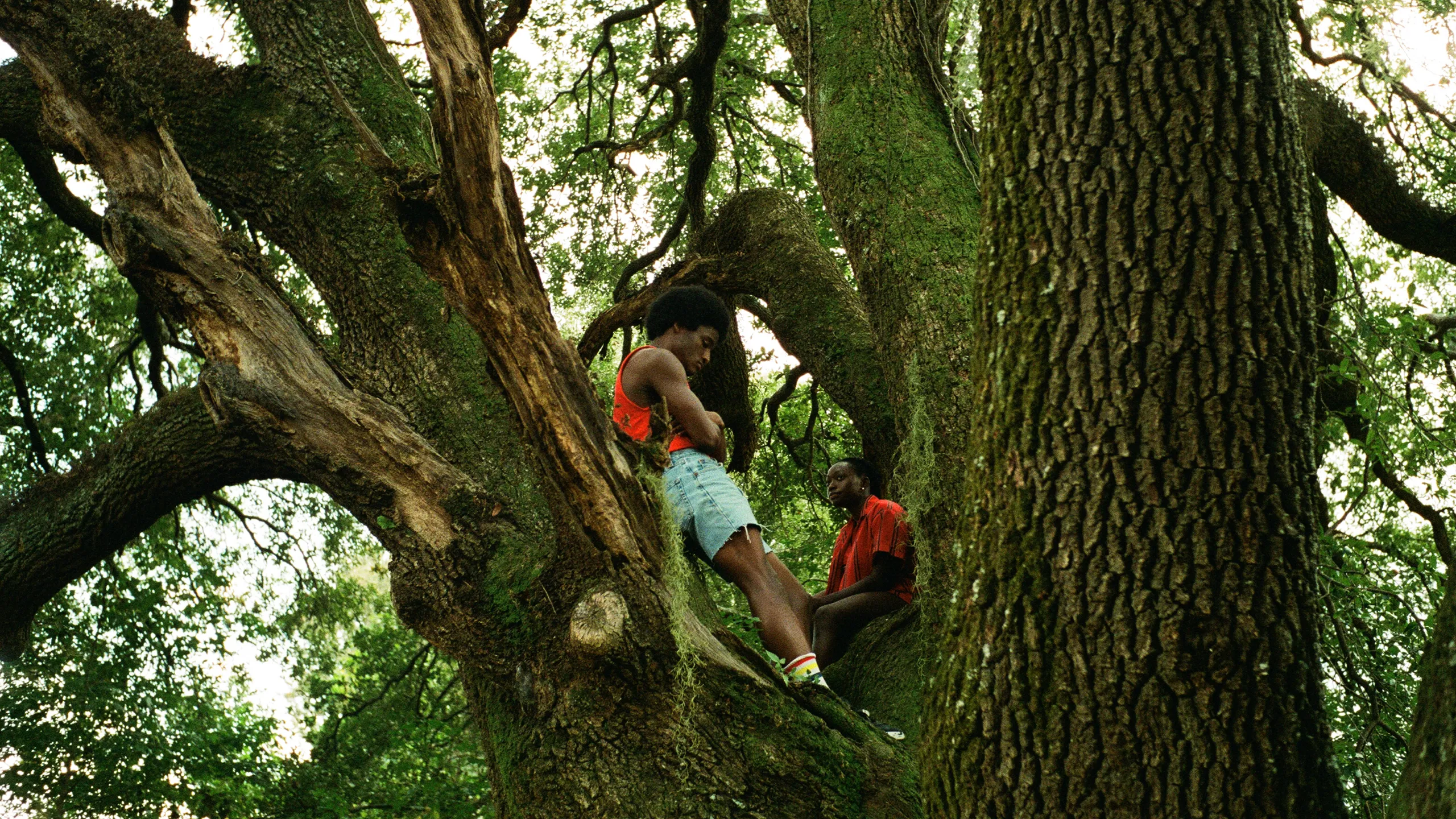 Person i et stort tre